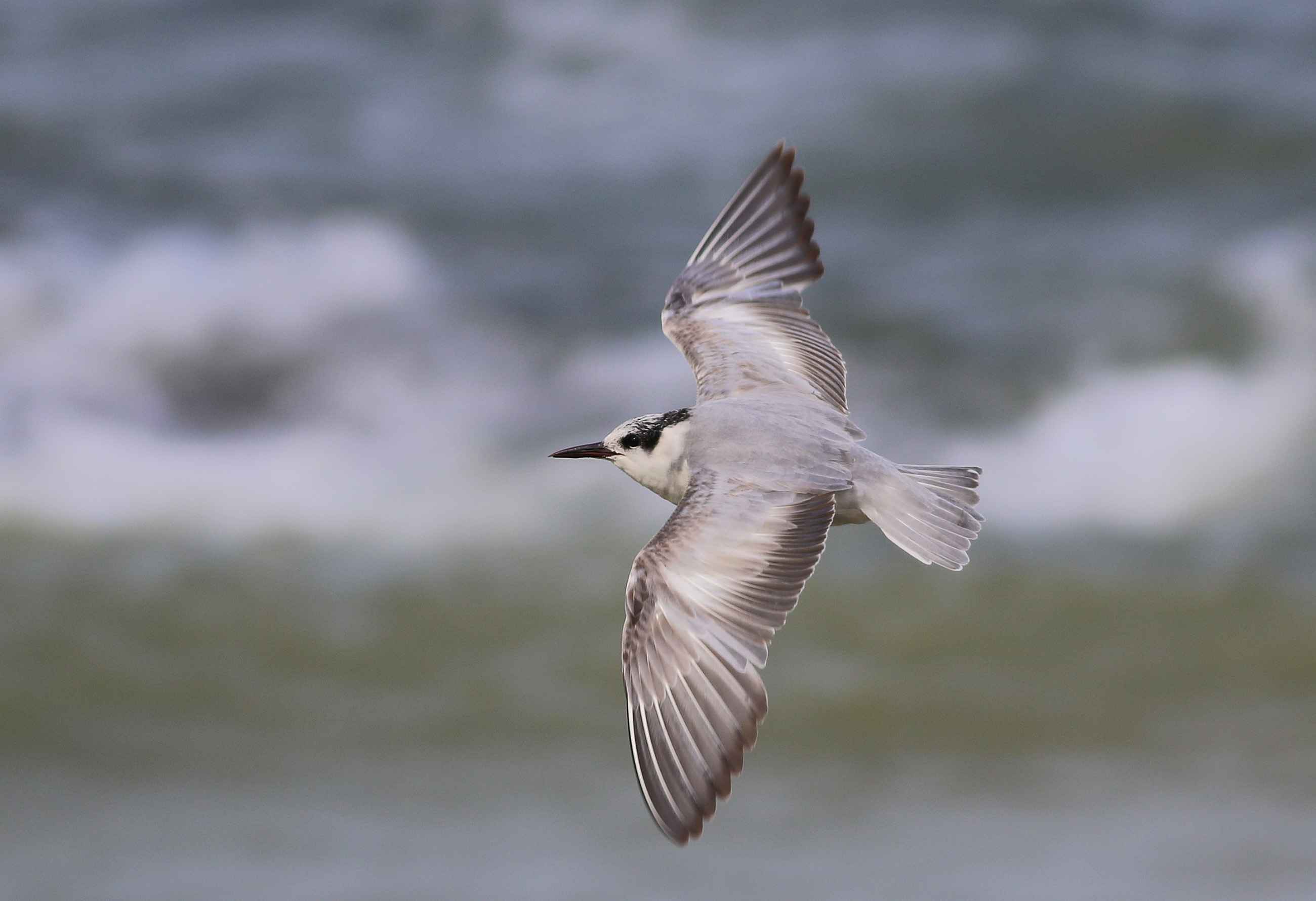 Little Gull